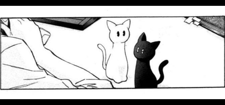 gatos anime
