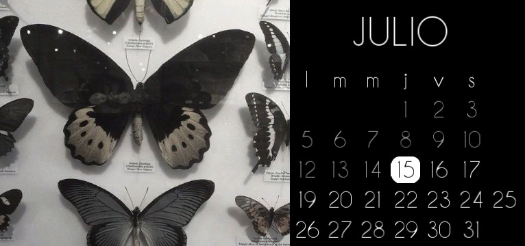 buterfly