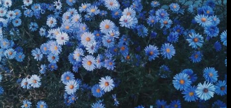 biru 1