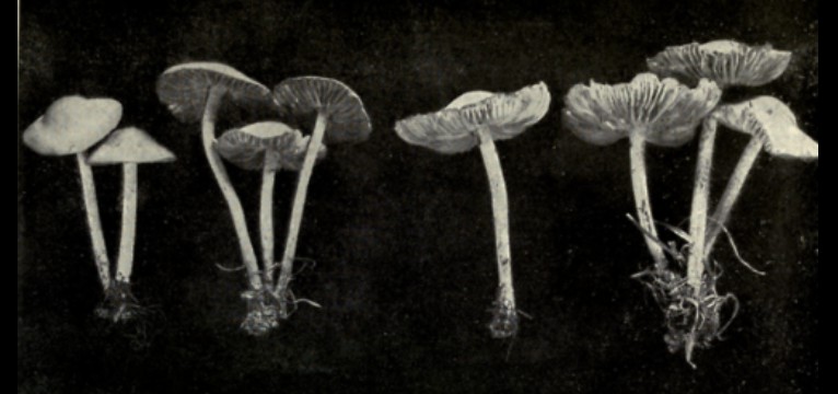 mushrooms 1