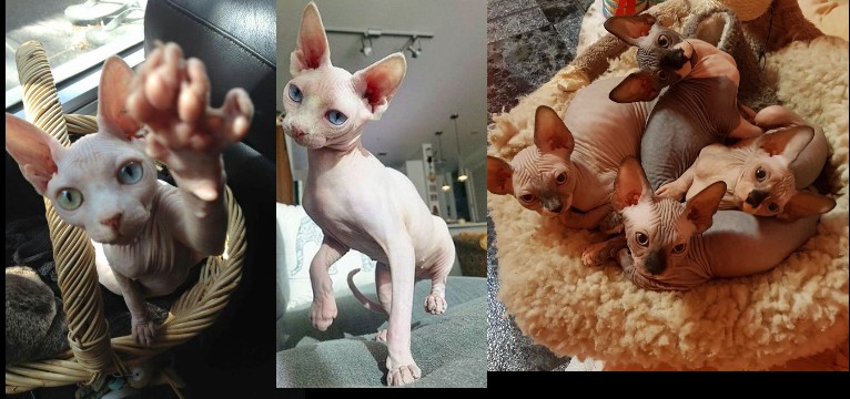 Gatitos