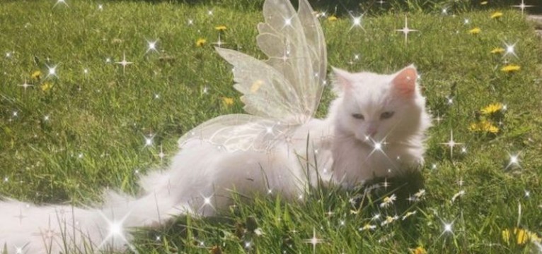  Fairycore cat 