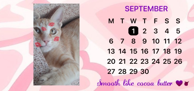 cute cat 