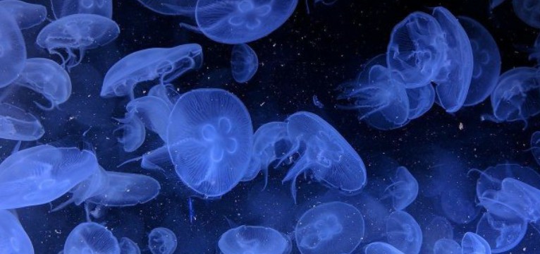 medusas 