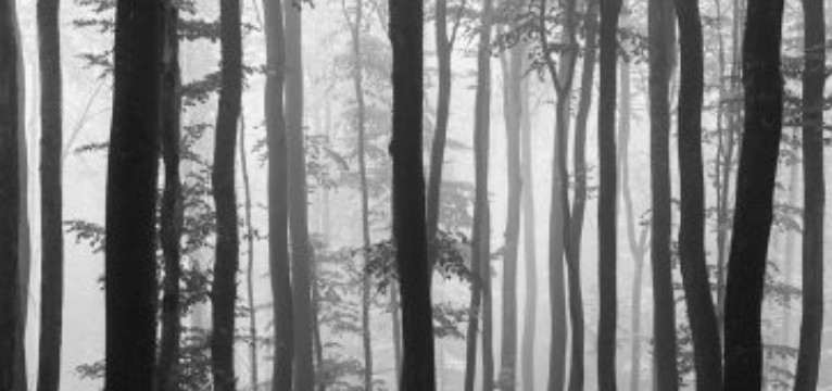 trees