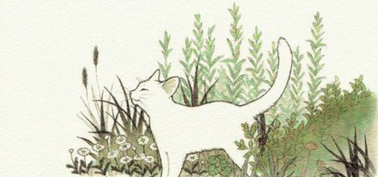 gato