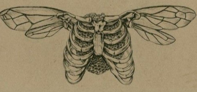butterfly skeleton header 