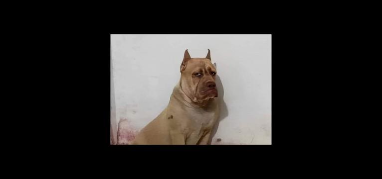 Calzoski