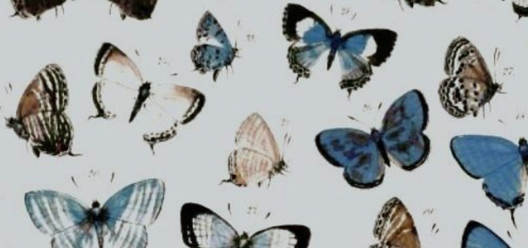 Butterflies