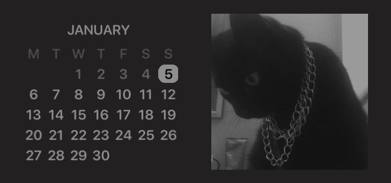 cool black cat