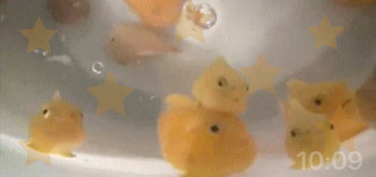 FISHYY