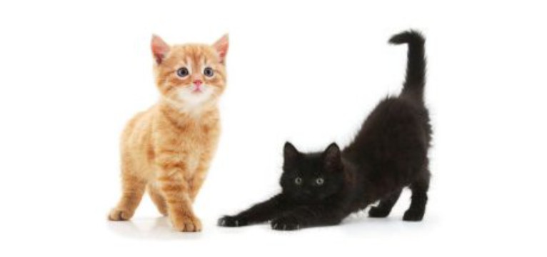 catsss5