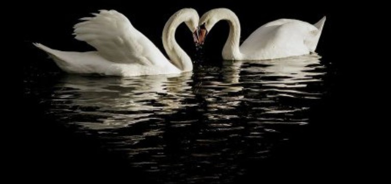 swan heart