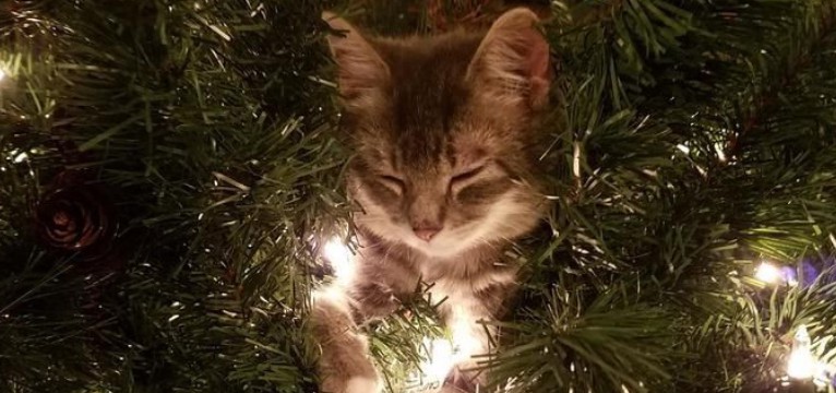 kitty