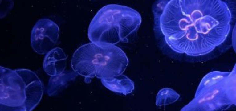 medusas