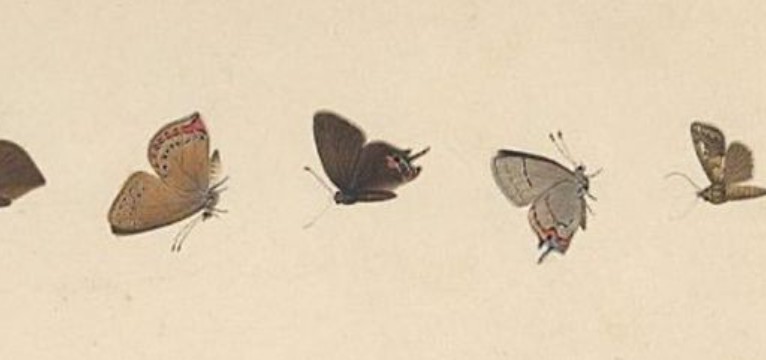 butterflies header