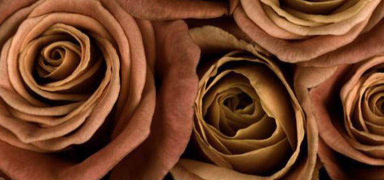 brown Roses
