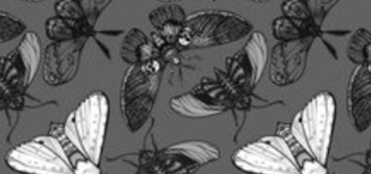 moths Copy