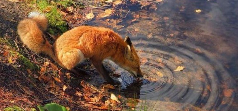 fox