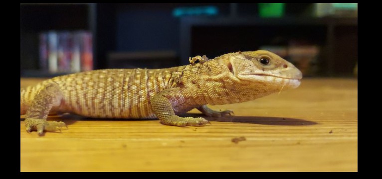 bearded dragon