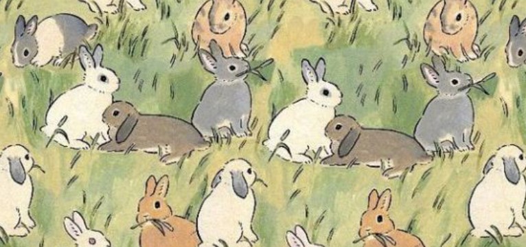 rabit widget