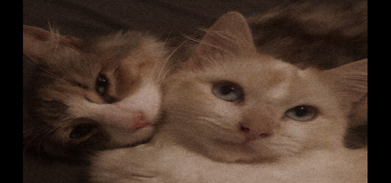 gatitos enamoraos