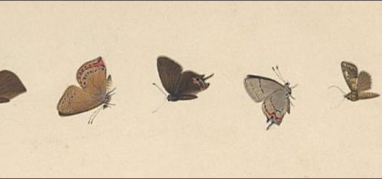 cute butterflies 