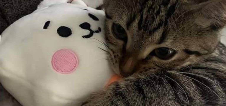 Cute cat