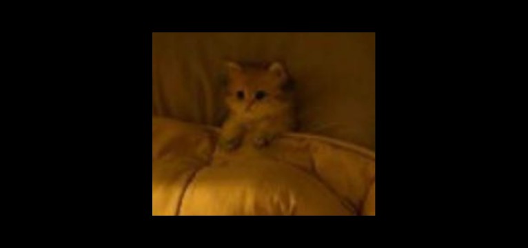 verycutecat