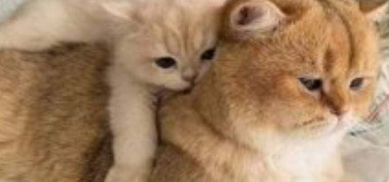 Two cats are the best