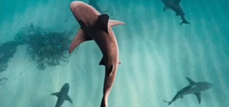 SHARK ONE WIDGET