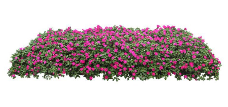 Pink flowers