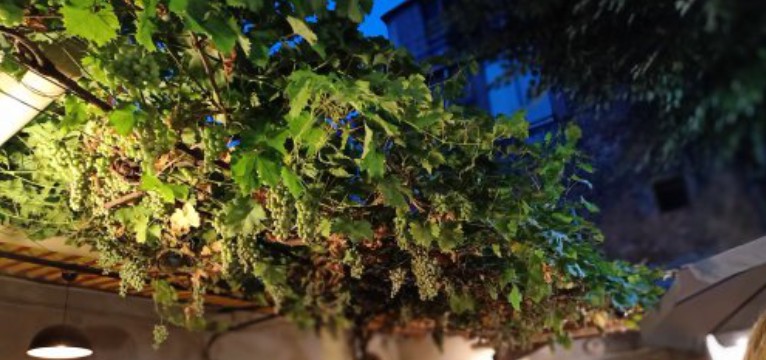plante