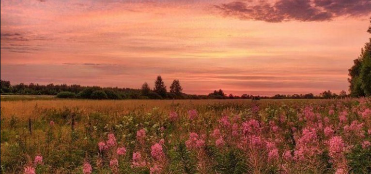 flower field