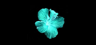 teal and black flower