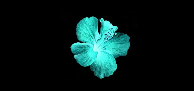 teal and black flower