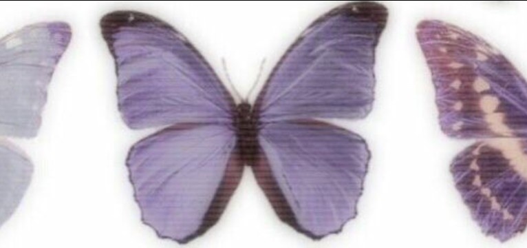 butterfly 