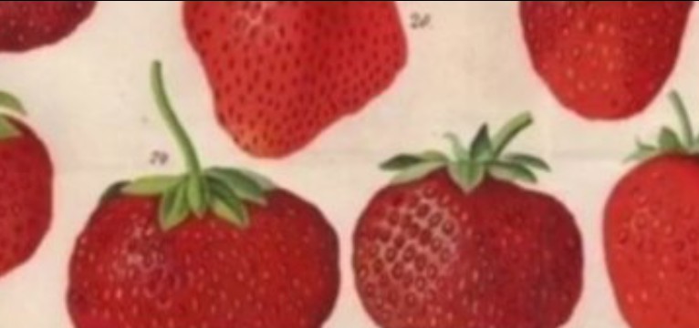 Strawberry