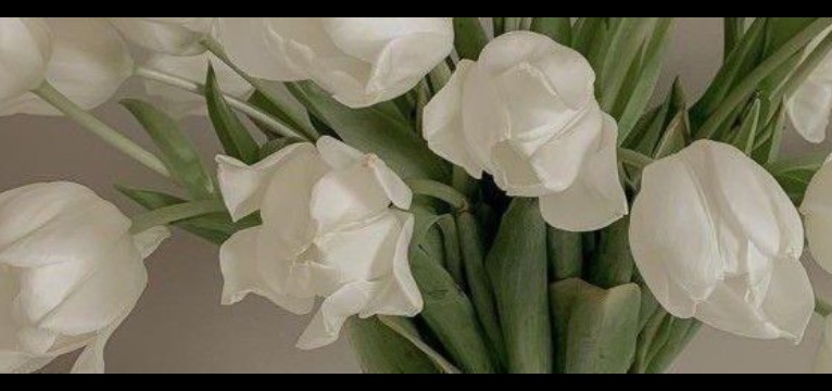 tulip