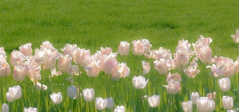 Flower aesthetic 
