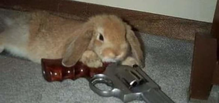 dangerbunny+