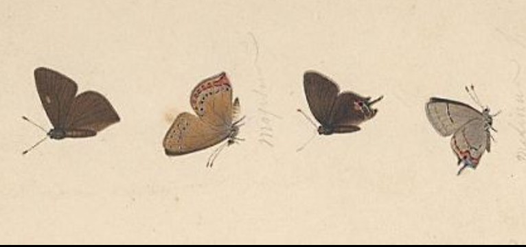 butterfly beige