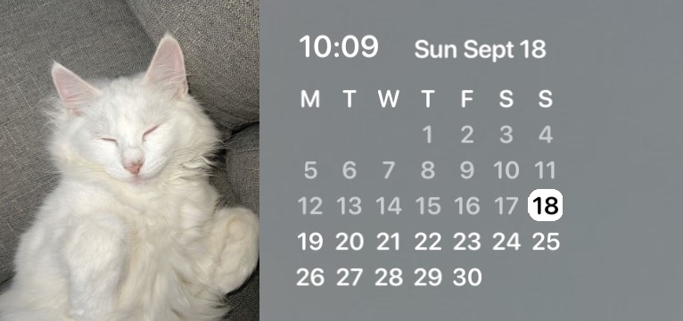 calendar cat