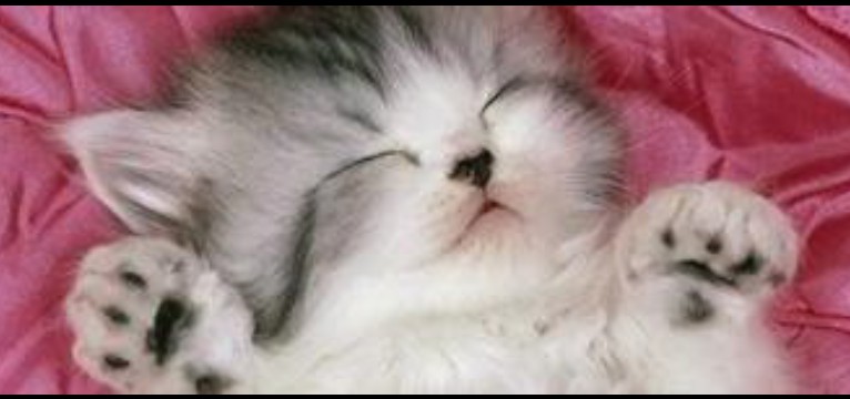 gatinho fofo