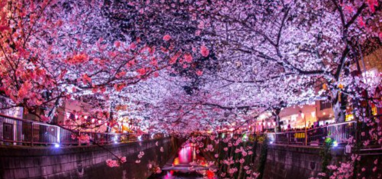 cherry blossom festival
