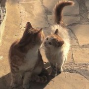 catss