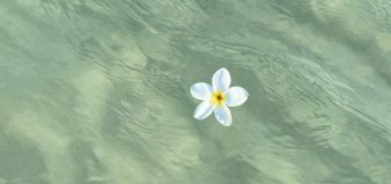 White flowers widget 