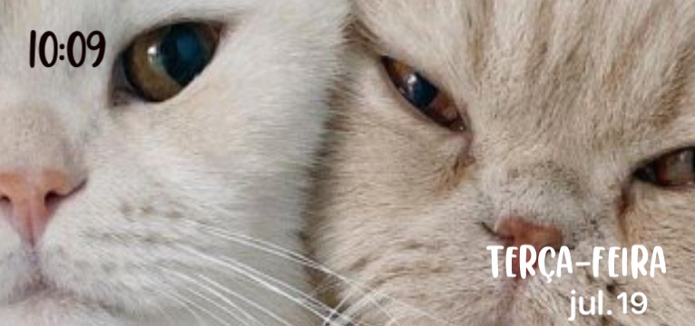 Gatinhos e Data