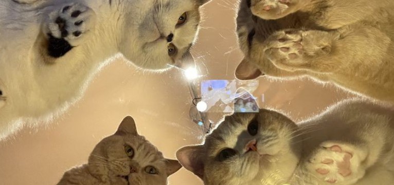 widget cat
