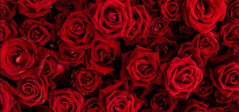  Red Roses